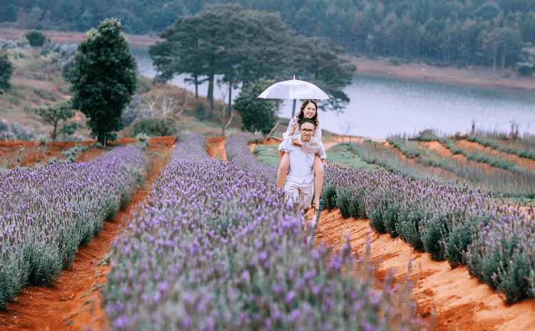 Cánh đồng hoa Lavender là địa điểm hẹn hò ở Đà Lạt rất lý tưởng